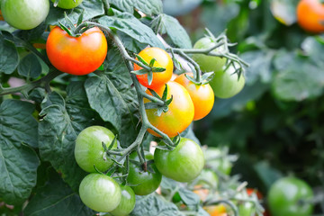 Red tomatoes in the garden. Shallow depth of field.