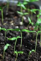 sprout in ground