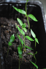 sprout in ground