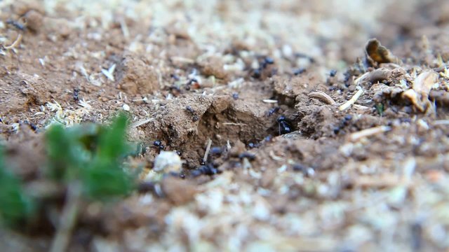 ants