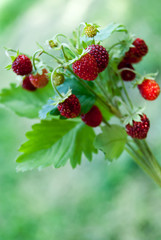 Ripe wild strawberry close-up