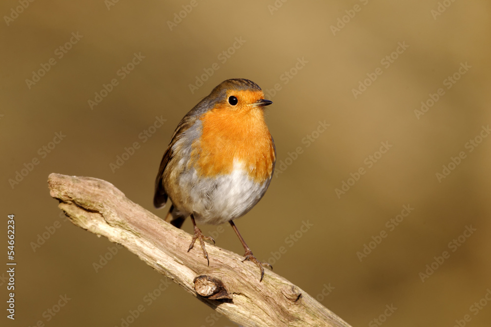 Sticker Robin, Erithacus rubecula