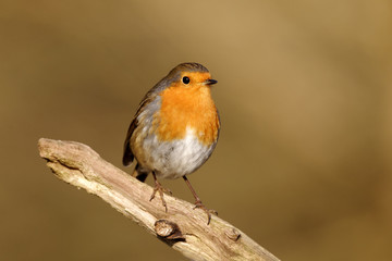 Robin, Erithacus rubecula