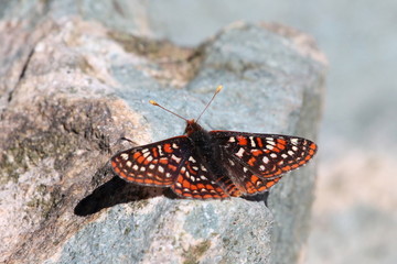 Fototapeta premium Edith's Checkerspot Resting on a Rock