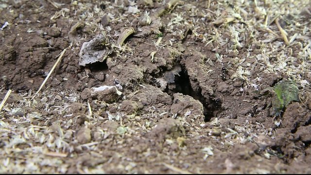 ants