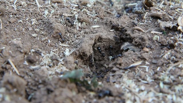 ants