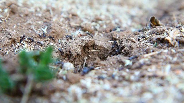 ants film