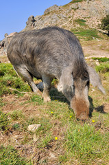cochon corse