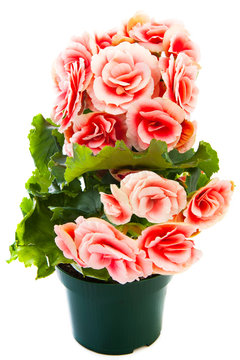 Beautiful begonia flowers isolated on white background.