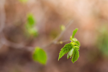 Green leaves