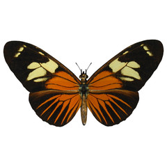Postman Butterfly