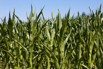 grünes Maisfeld mit blauem Himmel