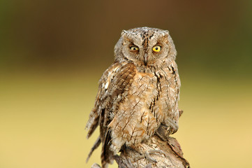 Mirada de autillo