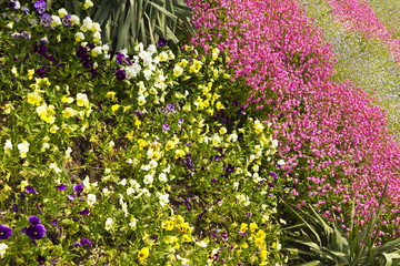 Spring flowers