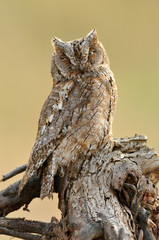 Autillo en el posadero