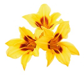 Obraz na płótnie Canvas Lily flower