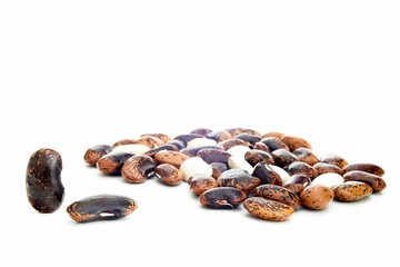 Haricot bean
