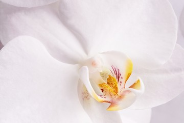 Flower orchids
