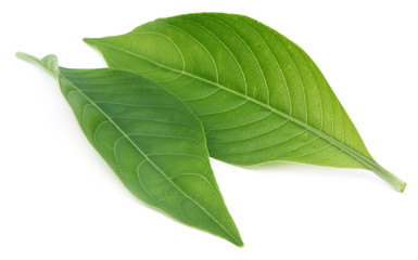 Adhatoda vasica or medicinal Basak leaf