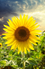 Fototapeta premium sunflower close-up at a sunset