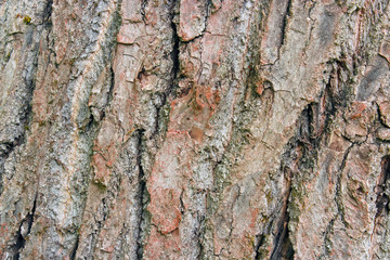 Poplar tree bark closeup background