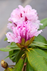 Evergreen rhododendron bush with pink flowers.