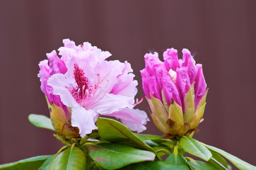 Evergreen rhododendron bush with pink flowers.