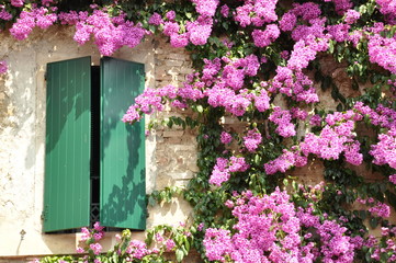 Purple flower on the facade of the building