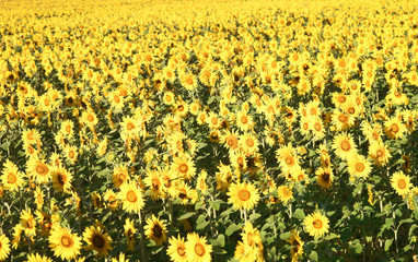 Obraz premium Sonnenblumenfeld