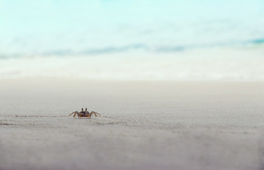 crab