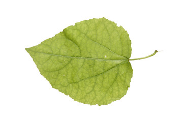 Fototapeta premium Juvenile aspen leaf isolated on white