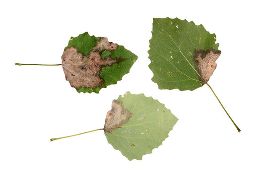 Diseased aspen leaves isolated on white