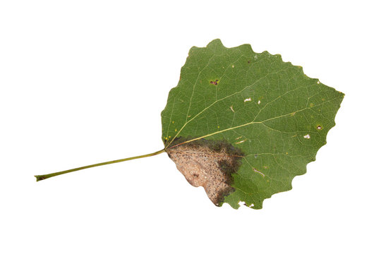 Diseased aspen leaf isolated on white