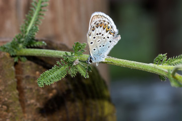 Farfalla su ramo verde