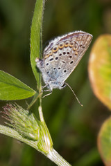 Fototapeta na wymiar Motyl na zielone gałązki i brązowy