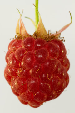 Himbeere