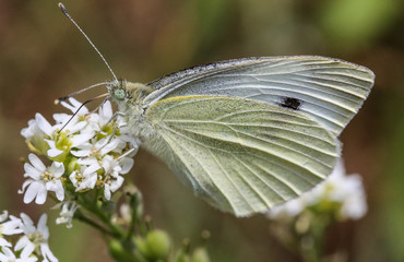 Schmetterling makro