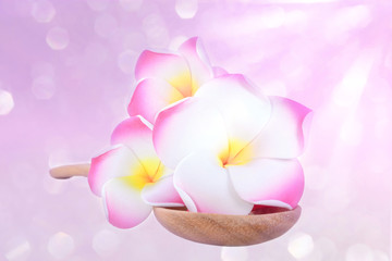 Frangipani plumeria Spa Flower