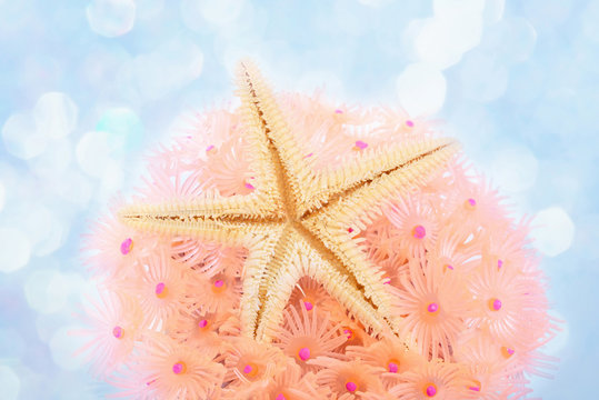 Sea star over pink coral