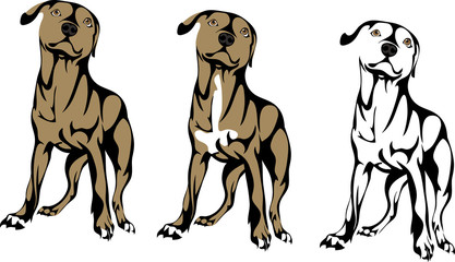 pit bull puppy, vector image in options
