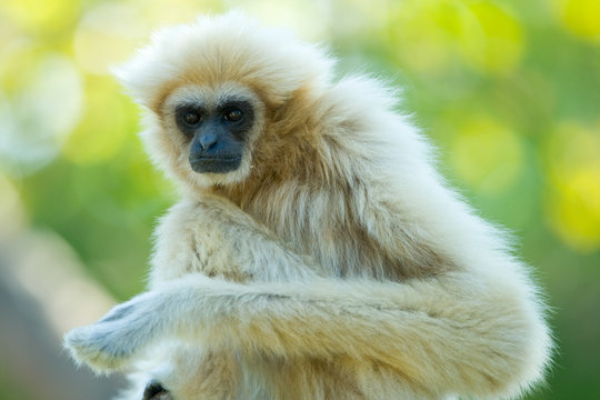 White Gibbon Ape