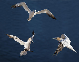 Helgoland Basstölpel im Flug