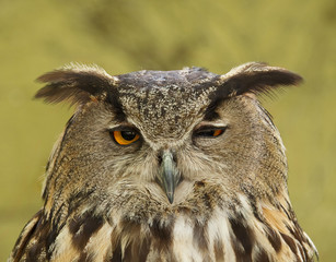 Eagle Owl, Bubo bubo
