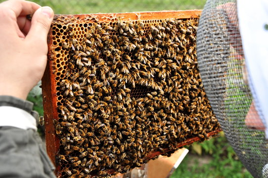 Working beekeper