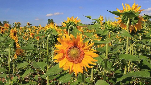 Girasol two