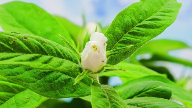 Medlar flower blooming