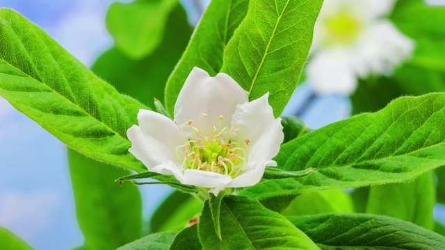 Medlar flower blossoming