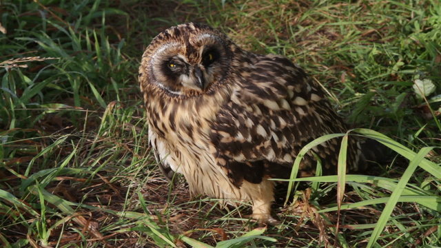 Grown  Short-eared   owls chick sitting in the grass
