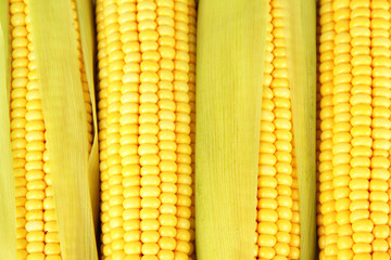 Crude corns close-up