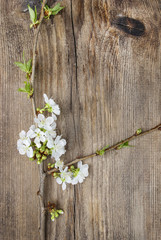 Obraz na płótnie Canvas Apple blossom on wooden background. Copy space.